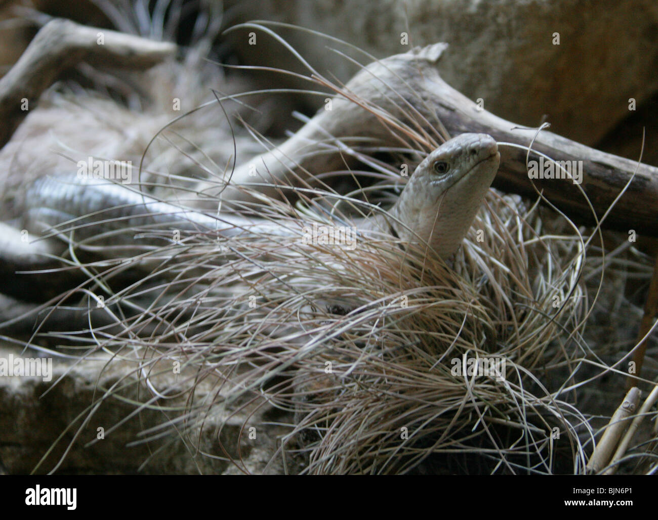 Shellopusik, Pallas Gläsernes Lizardor European Legless Lizard, Ophisaurus apodus, Anguidas, Südosteuropa und Asien Stockfoto