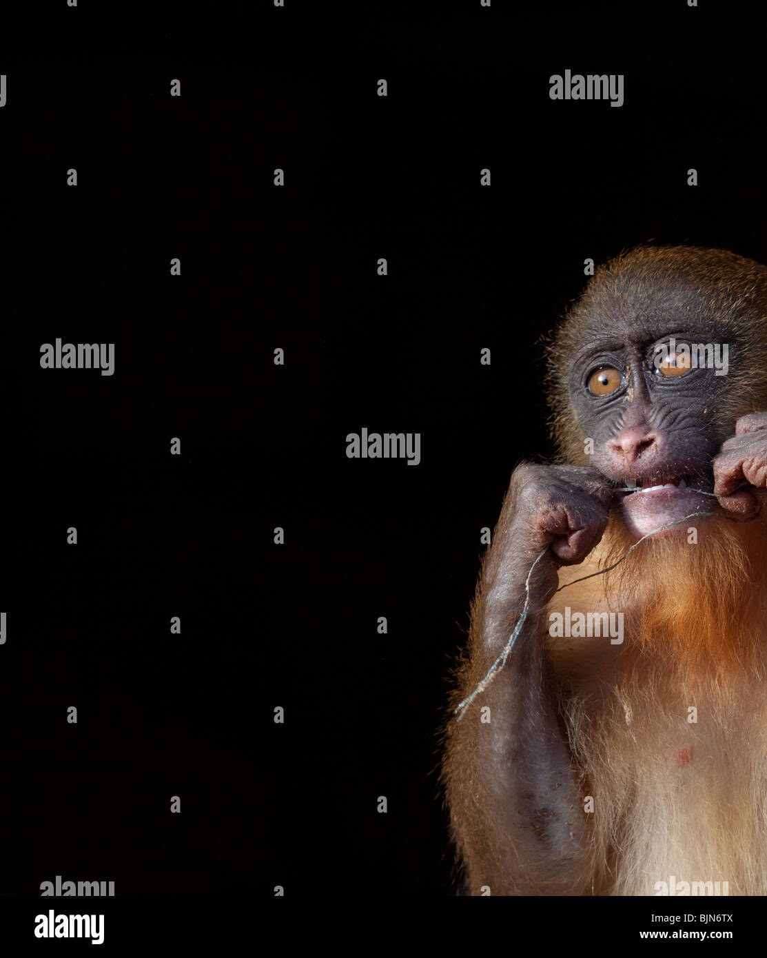 Young-Mandrill-Affen Reinigung Zähne Stockfoto