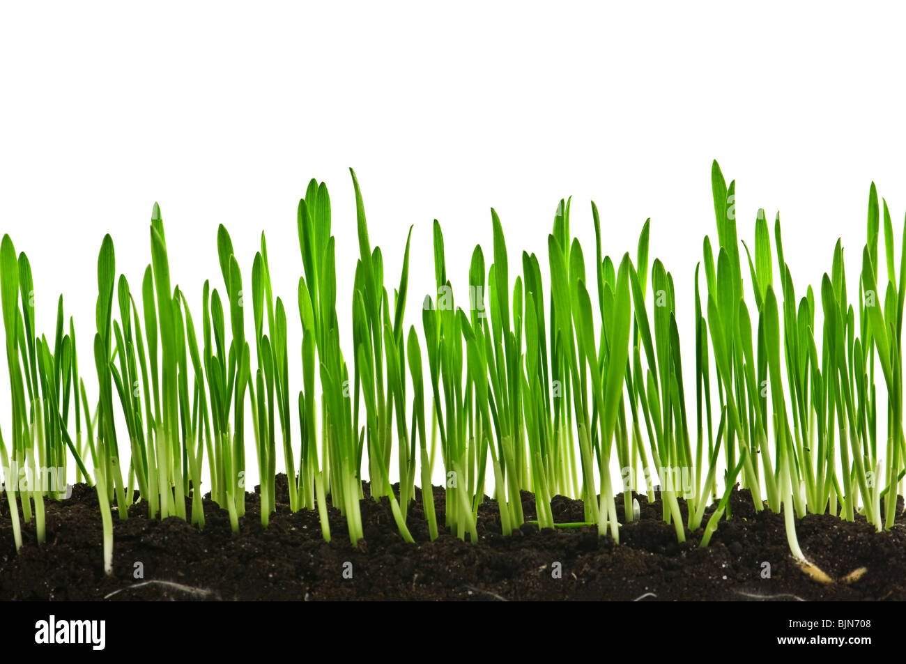 grünen Rasen isoliert auf weißem Hintergrund Stockfoto