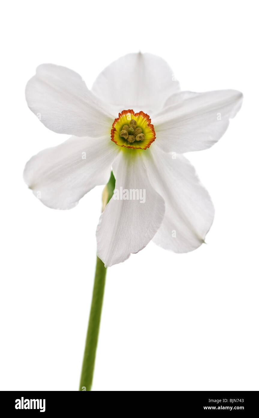 Narcissus Blume isoliert auf weiss Stockfoto