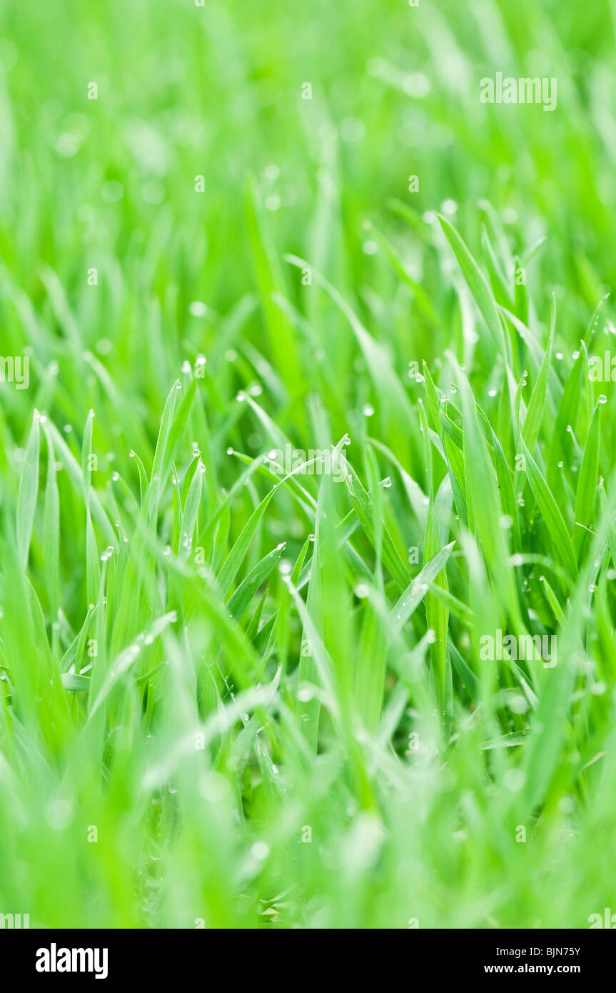 Grasgrün mit nassen closeup Stockfoto
