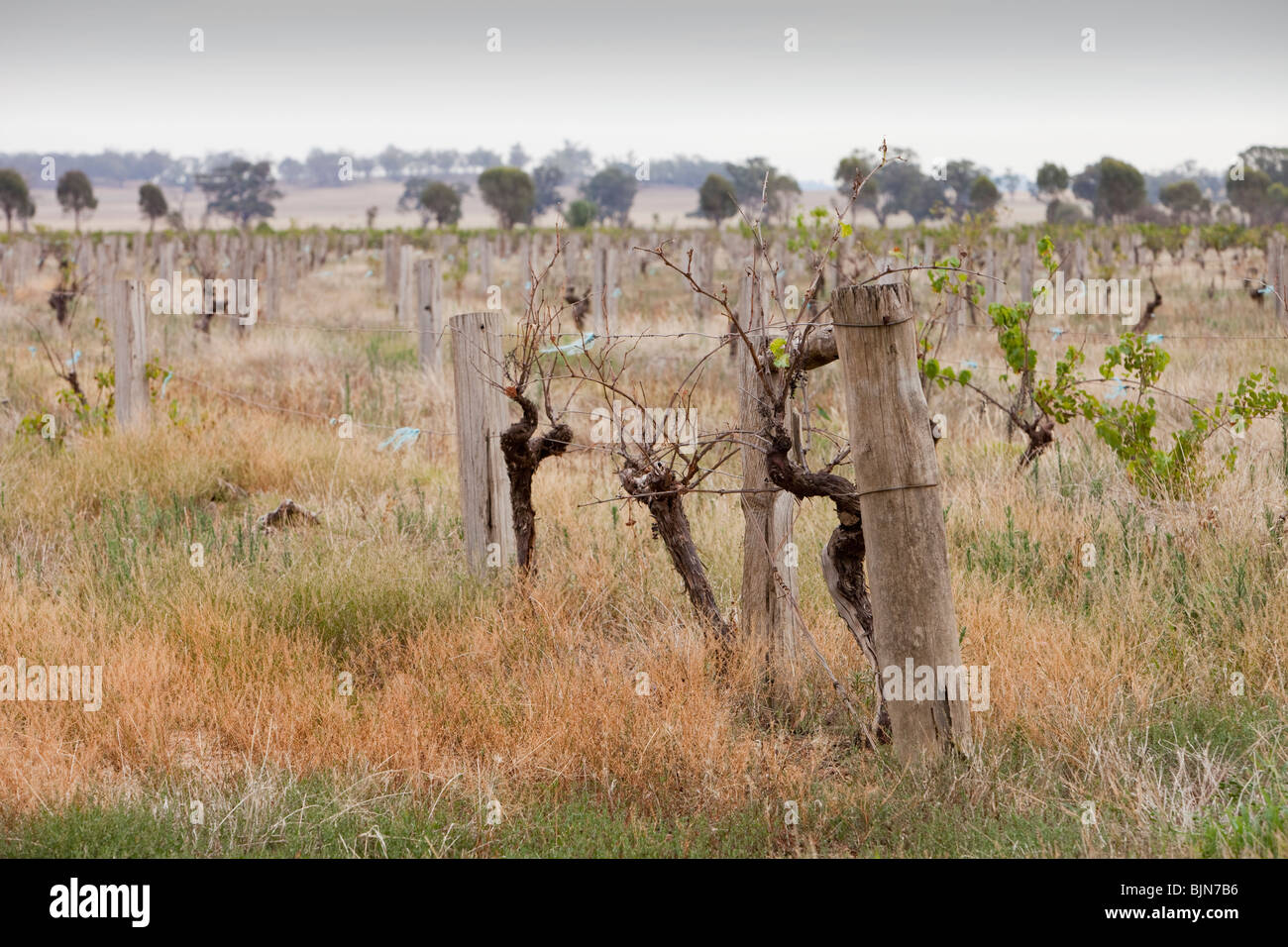 Eine verlassene Weinberg in der Nähe Yarrawonga als Bauern kann nicht länger leisten, in Wasser zur Bewässerung der Rebstöcke, Australien zu kaufen. Stockfoto