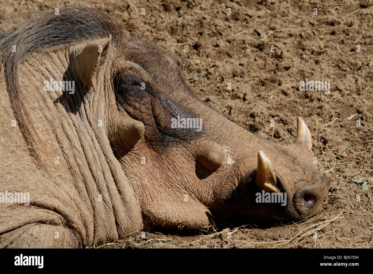 Sleepeng Wart Hog (Phacochoerus aethiopicus), Zoo Atlanta. Stockfoto