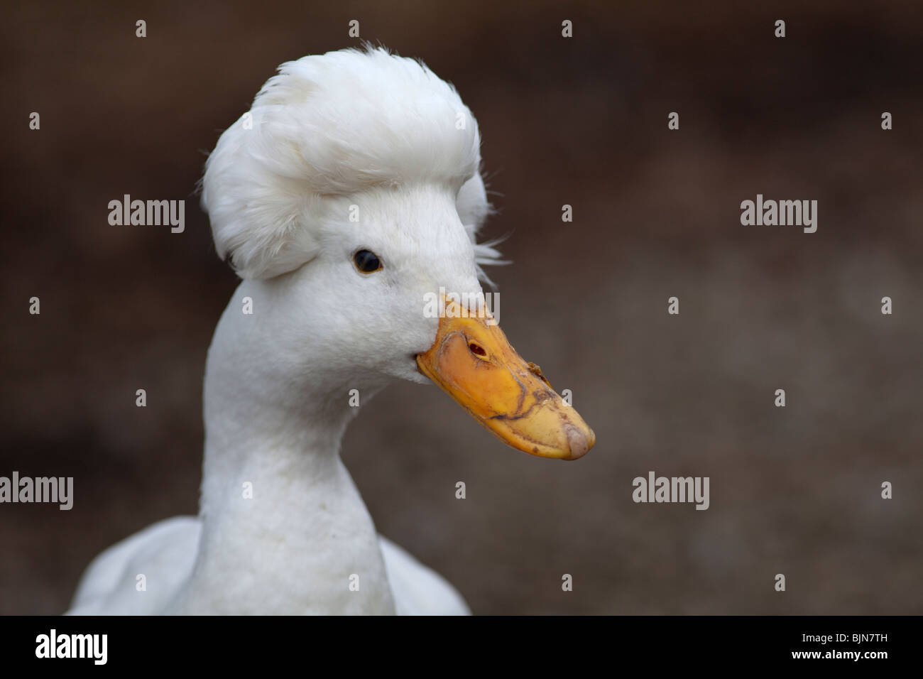 Weiße Crested Ente Stockfoto