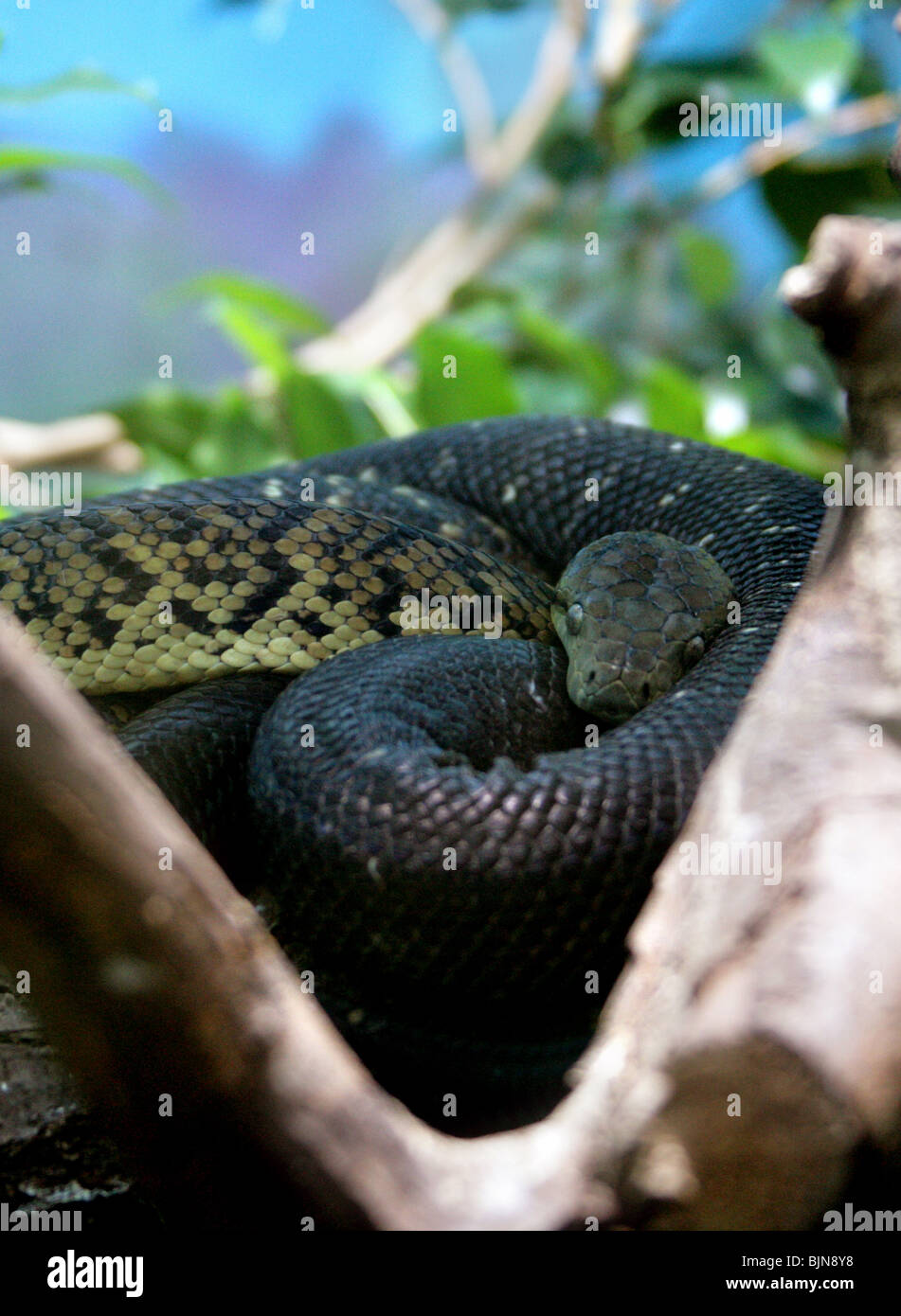 Jamaika-Boa, jamaikanische Boa, Jamaican Yellow Boa, gelbe Schlange ...