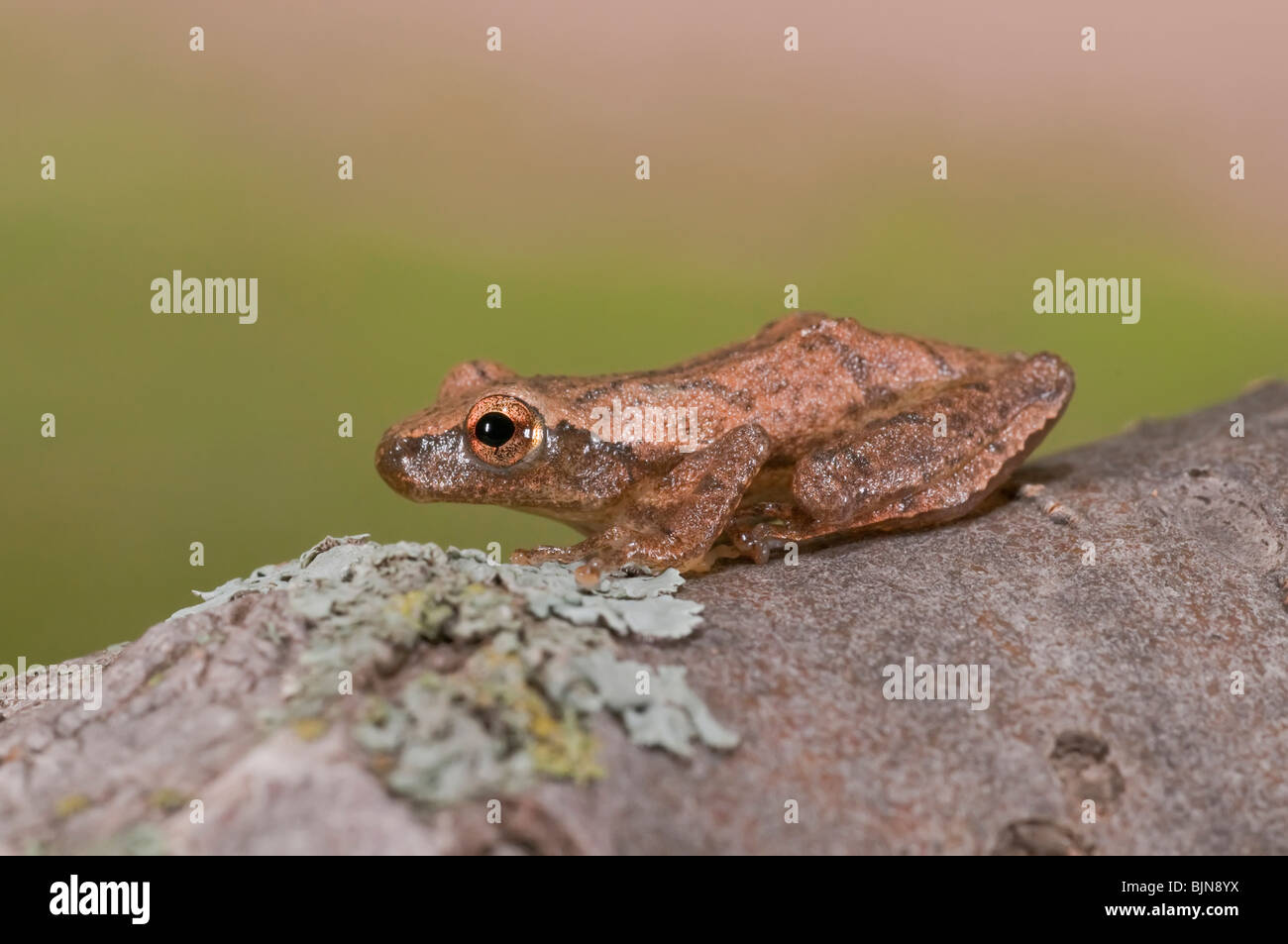 Spring Peeper, Pseudacris Crucifer ist ein kleiner Chor-Frosch, überall in den östlichen USA und Kanada. Stockfoto