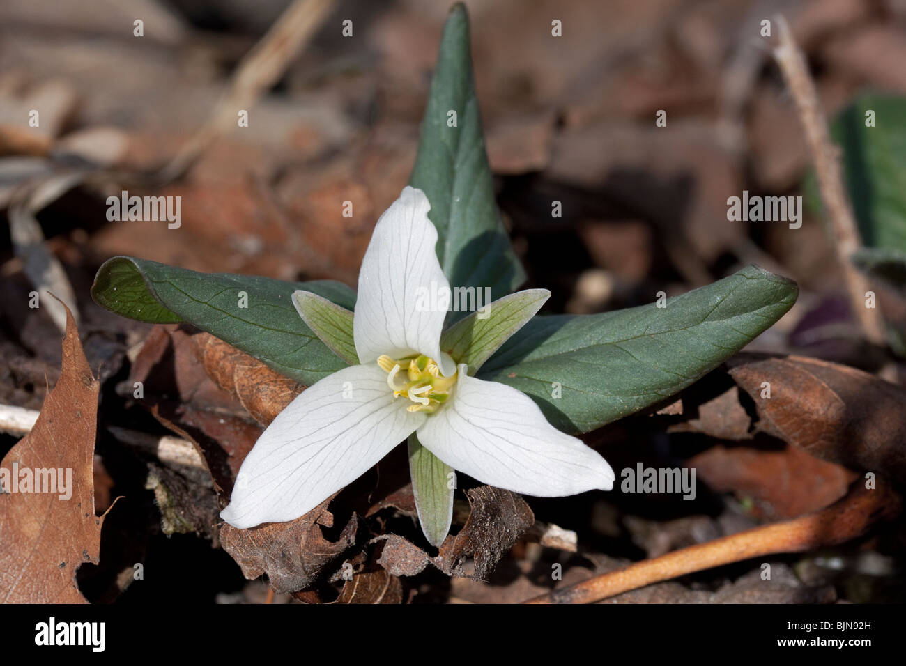 Zwerg oder Schnee Trillium Trillium Nivale Fluss Wohnungen S Michigan USA Stockfoto