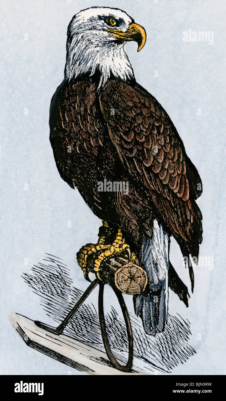 'Old Abe", den Weißkopfseeadler Maskottchen von Wisconsin Iron Brigade, US-Bürgerkrieg. Hand - farbige Holzschnitt Stockfoto