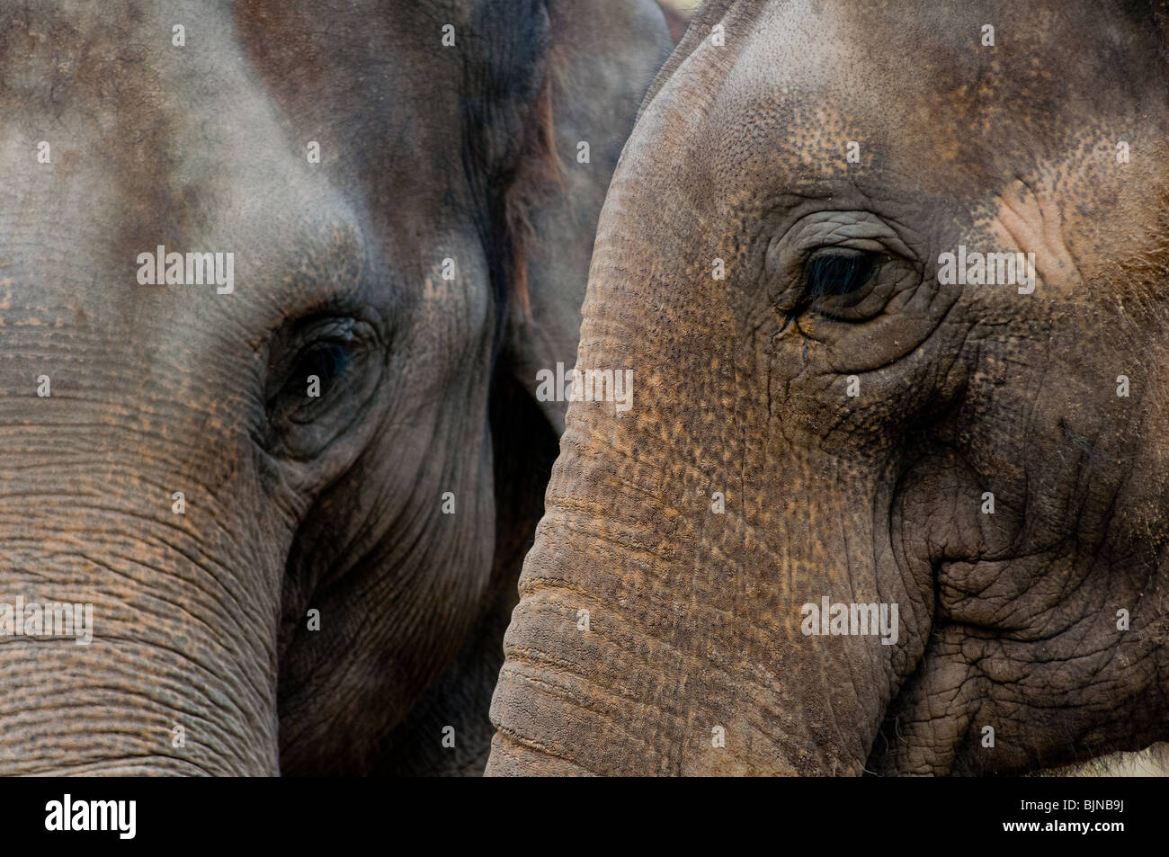 Zwei Indische Elefanten closeup Stockfoto