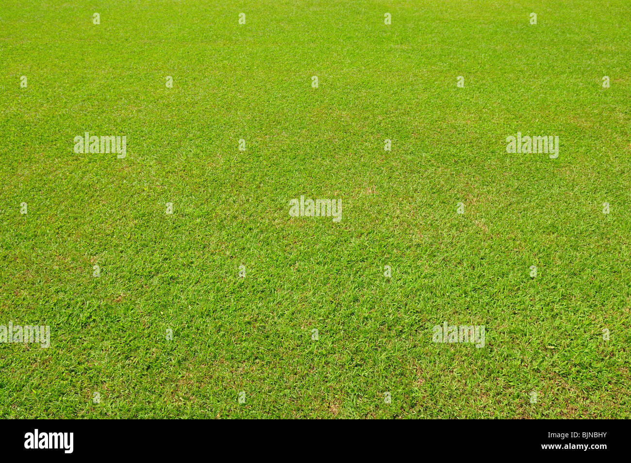 Grasgrün Hintergrund Stockfoto