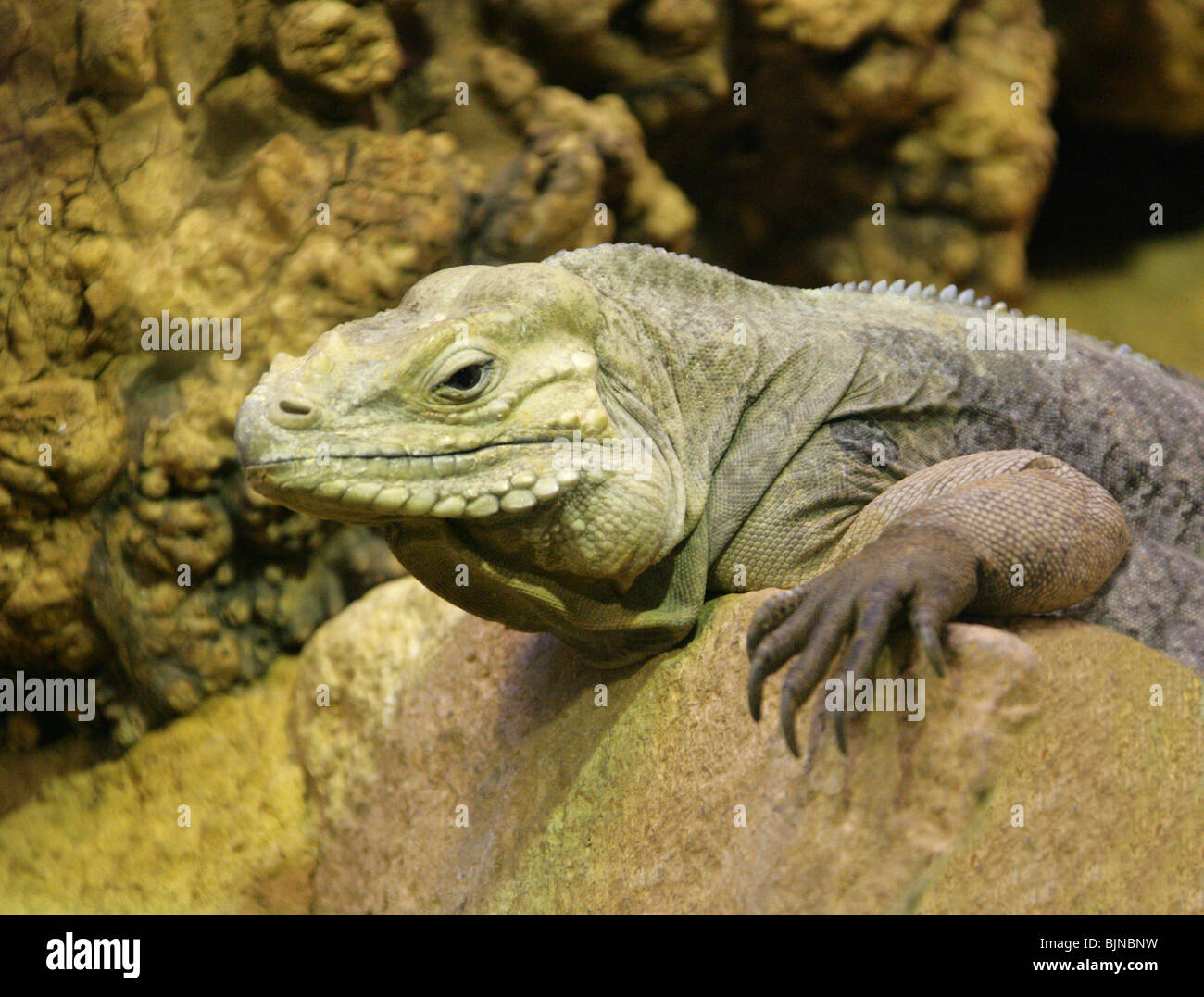 Nashorn Iguana, Cyclura Cornuta Iguanidae, Haiti und Dominikanische Republik, Hispanola, West Indies, Karibik. Stockfoto