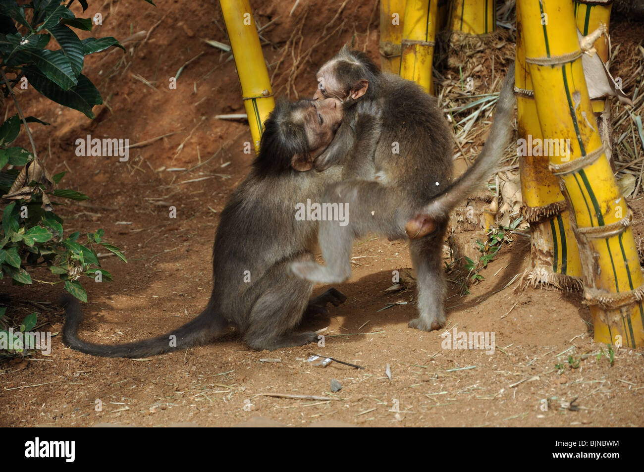 Motorhaube Makaken in Kerala Wild Life Park, Kerala, Südindien Stockfoto