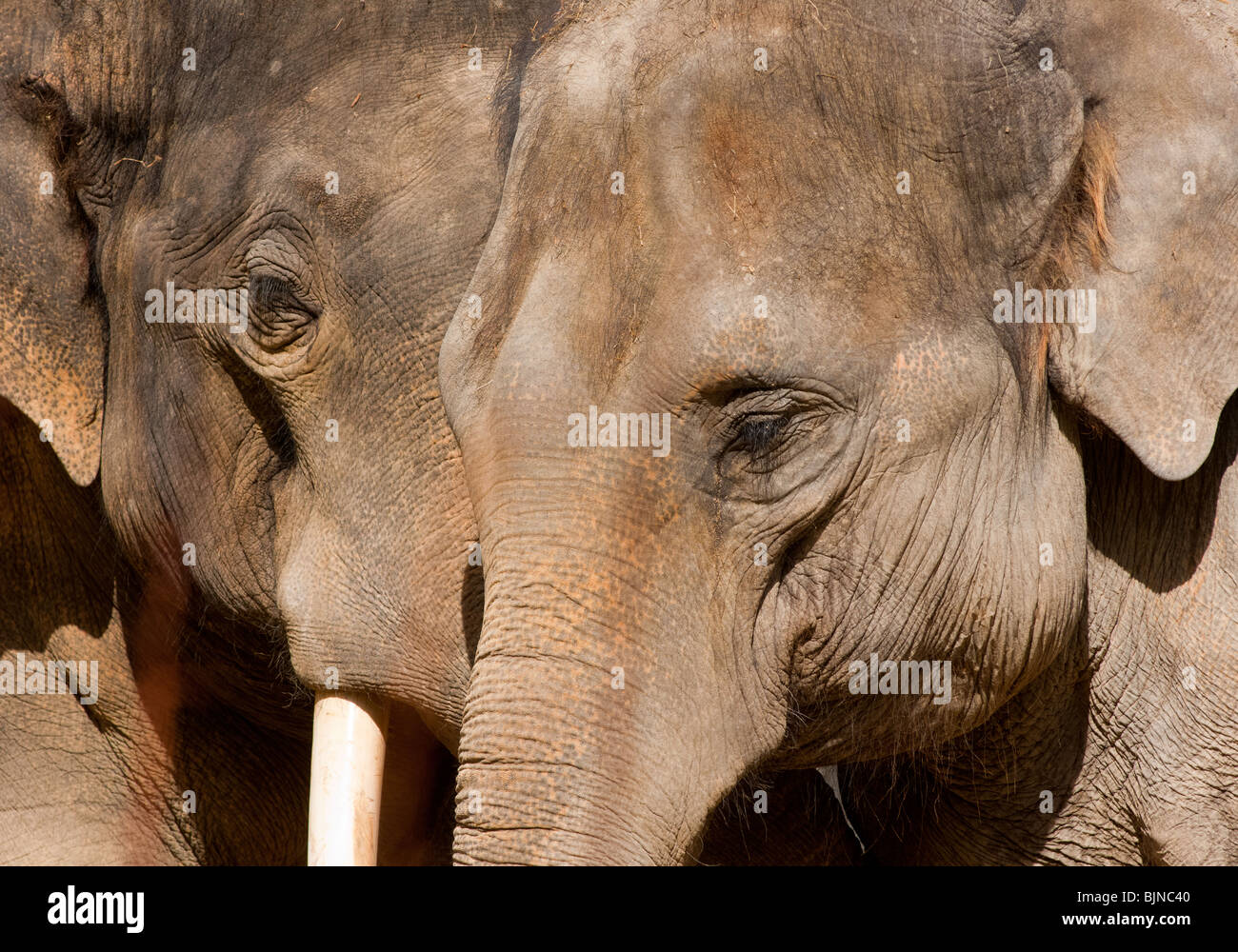 Paar Indische Elefanten, Indien Stockfoto