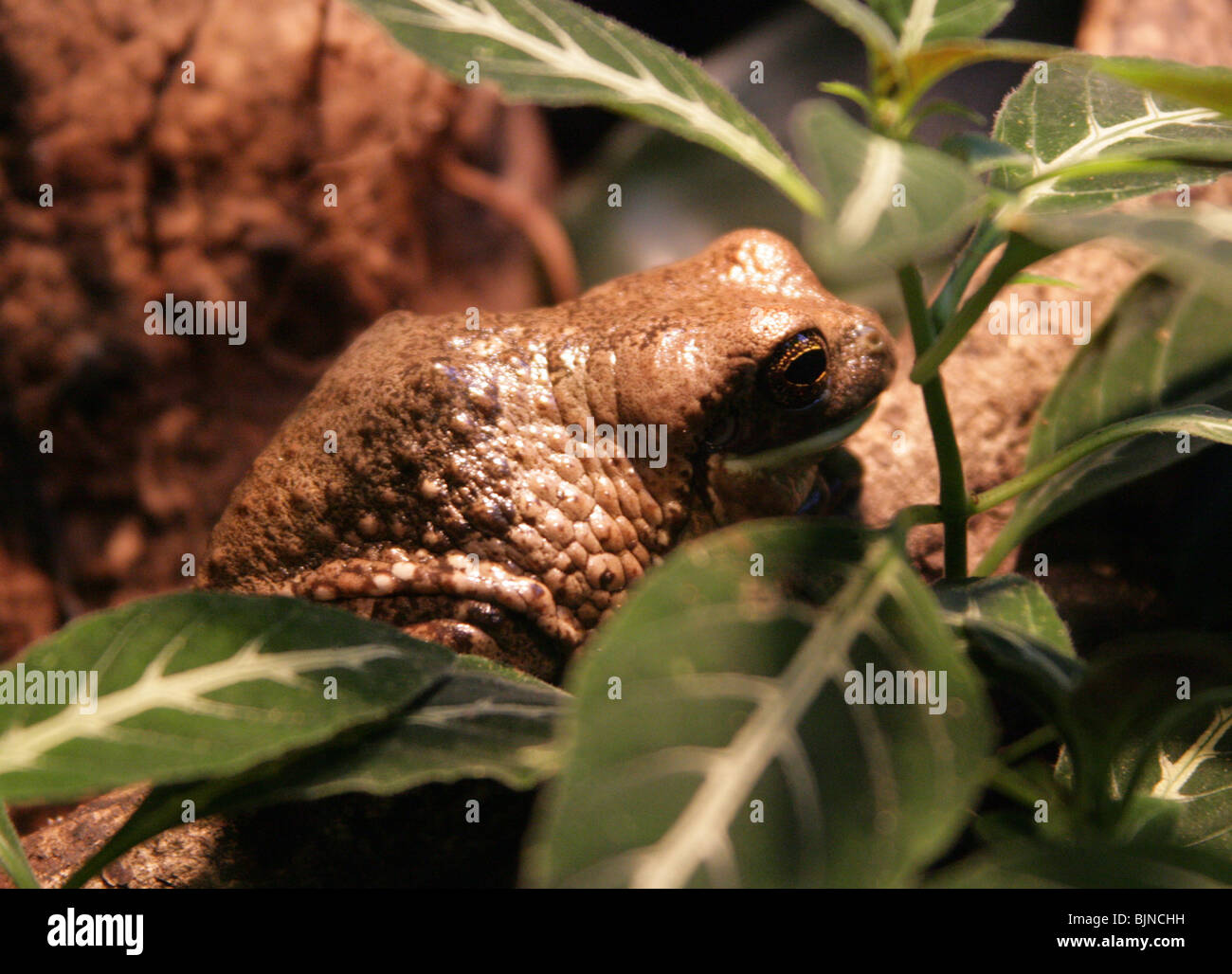 Phrynohyas venulosa Stockfotos und bilder Kaufen Alamy