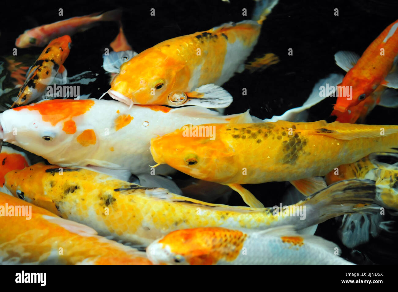 Asiatischer Karpfenfisch Koi Fisch Stockfotos und bilder Kaufen Alamy