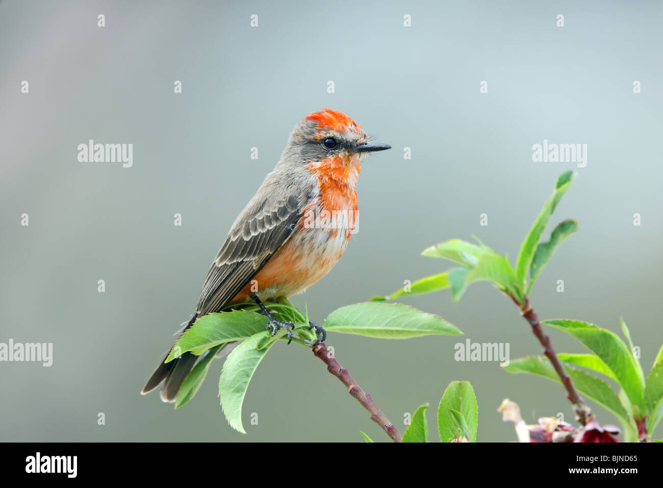 Zinnober Flycatcher ersten Jahr männlich Stockfoto