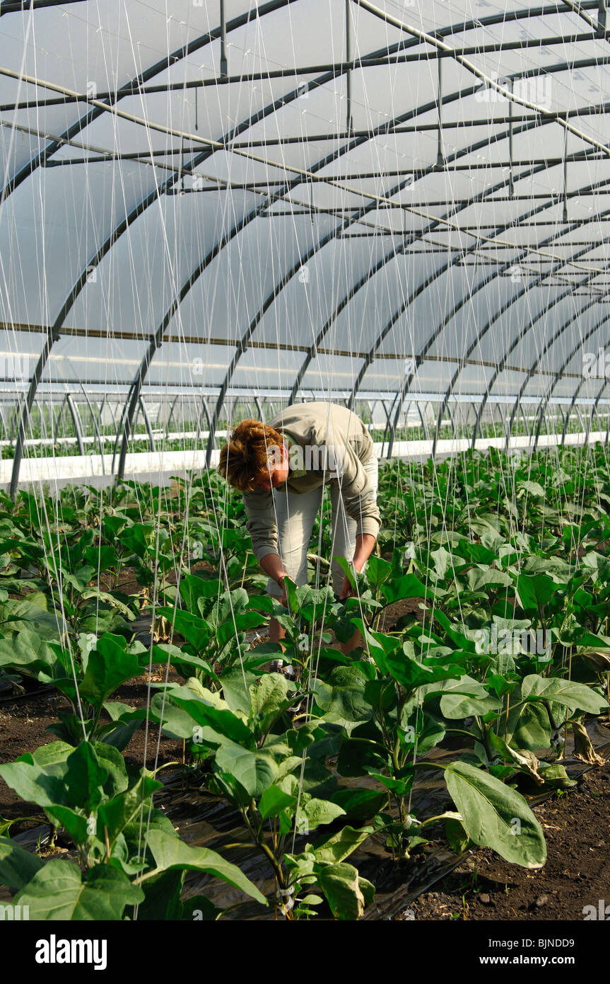 Weibliche Gärtner bei der Arbeit in einem Gewächshaus für Auberginen,  Gemüsebau Bereich Grosses Moos, Seeland-Region, Schweiz Stockfotografie -  Alamy