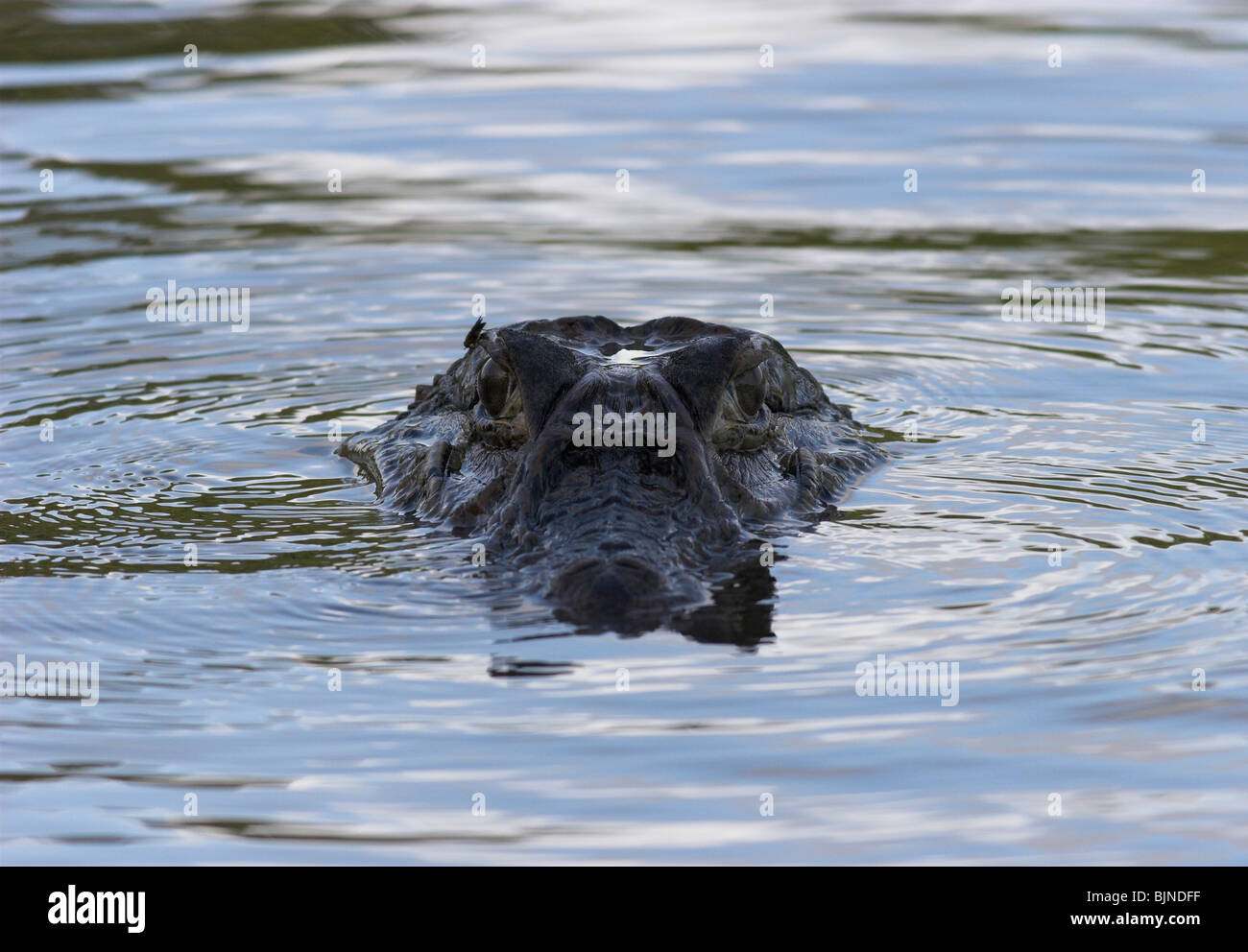 Schwarz CAIMAN (Melanosuchus Niger) Iwokrama Waldreservat, Essequibo River, Guyana, Südamerika. Stockfoto