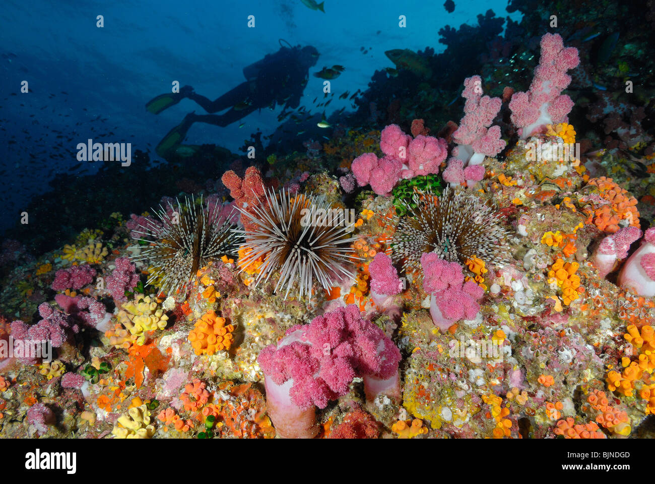 Weiche Korallen und Seeigel auf den Similan Inseln, Andamanensee Stockfoto