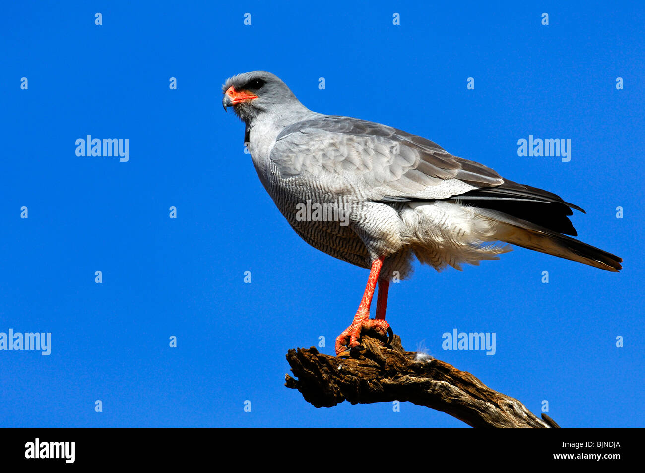 Südlichen blass Chanting Goshawk (Melierax Canorus) auf ein Barsch, Madikwe Game Reserve, Südafrika Stockfoto