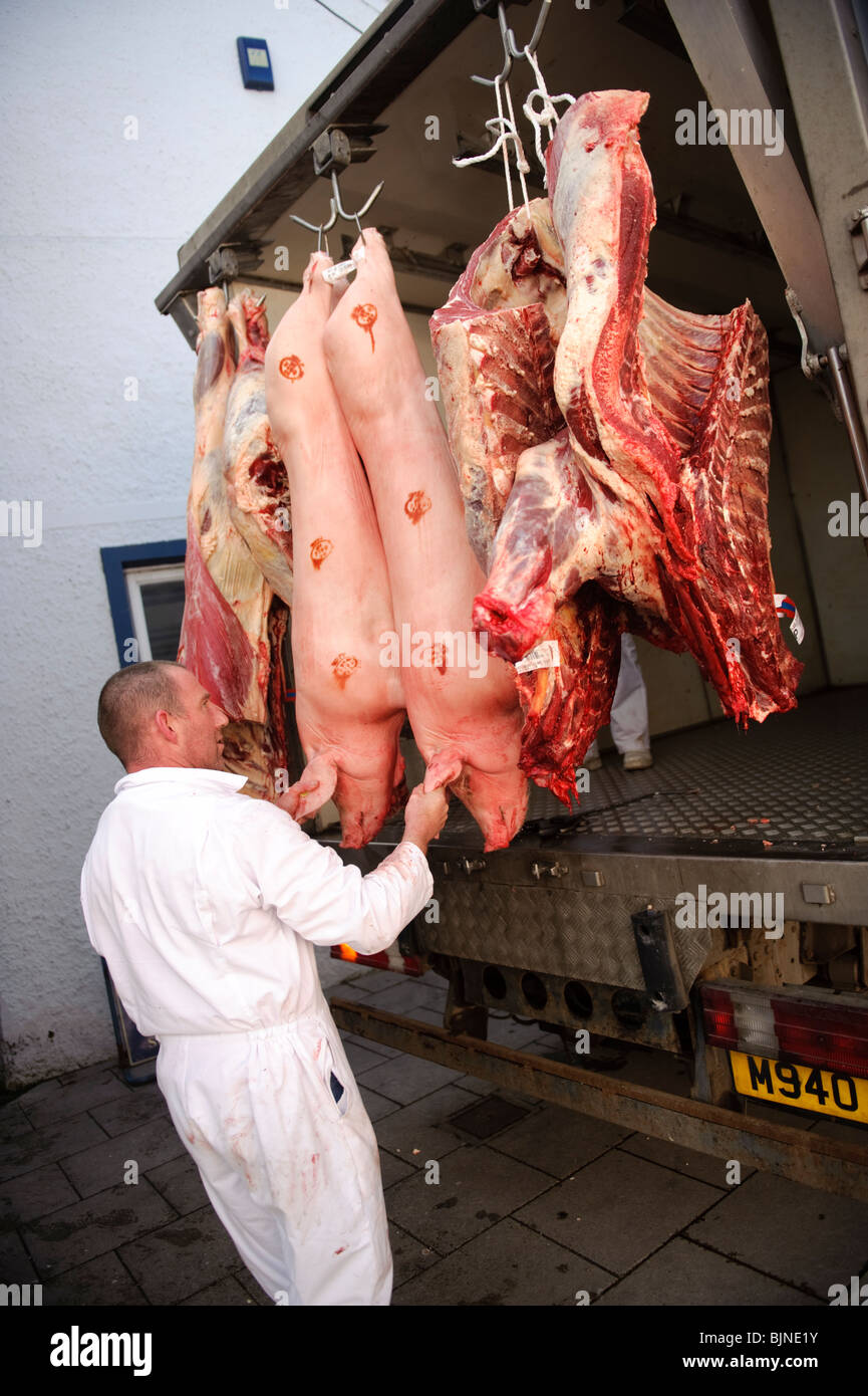 Lieferung vor Ort hergestellte frische walisische Rind- und Schweinefleisch zu einem Metzger in Newport Pembrokeshire Wales UK Stockfoto