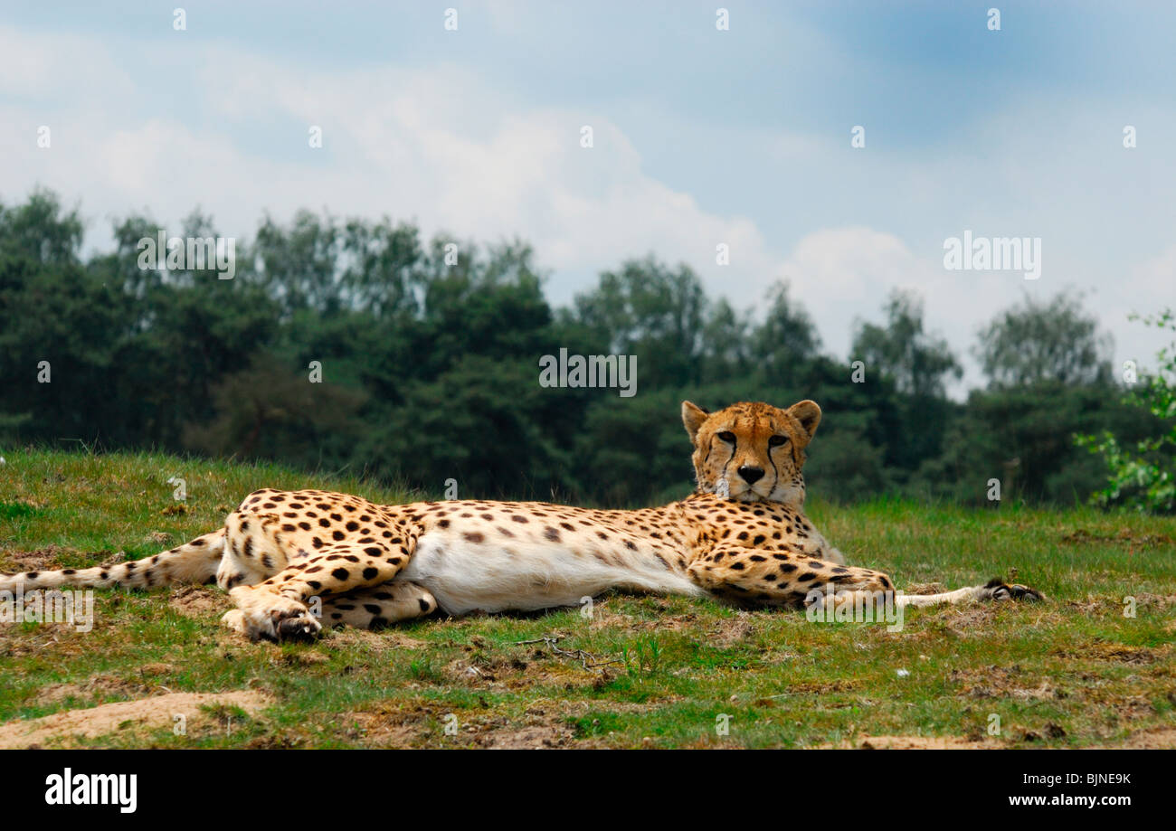 Schöne afrikanische Gepard Acinonyx jubatus Stockfoto