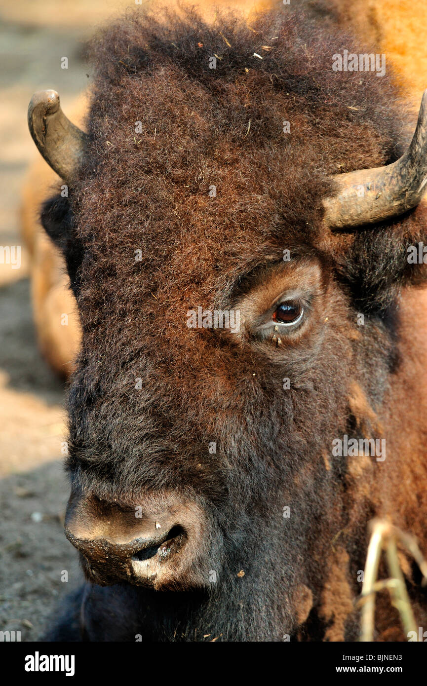 Porträt von einem bison Stockfoto