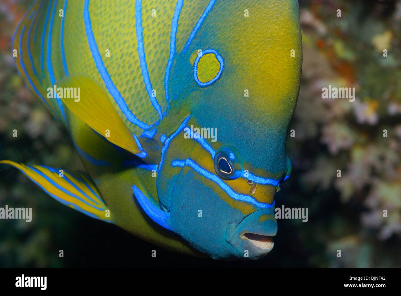 Blau-beringt Kaiserfisch auf den Similan Inseln, Andamanensee Stockfoto