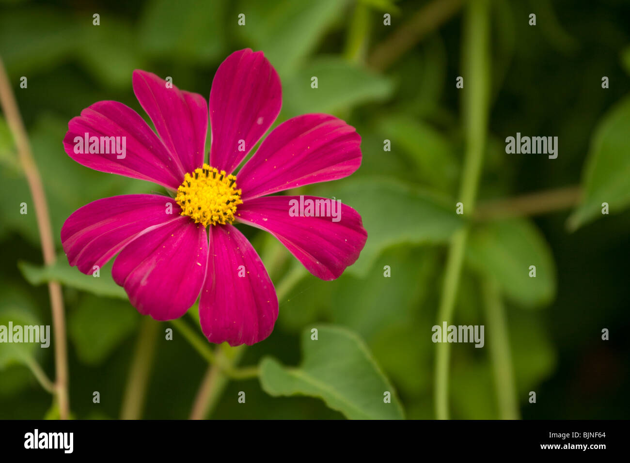 Nahaufnahme der blühende Frühling Blume. Stockfoto