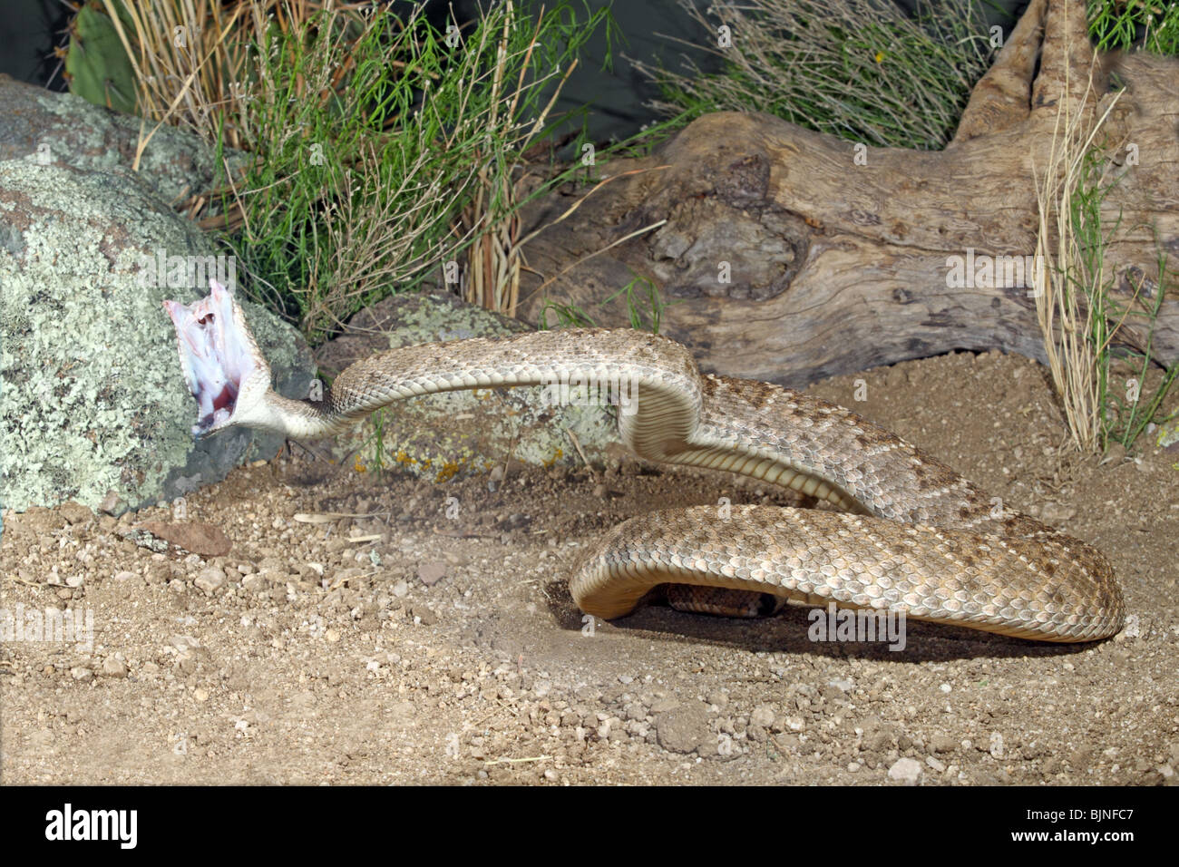Western Diamondback Klapperschlange auffällig. Stockfoto