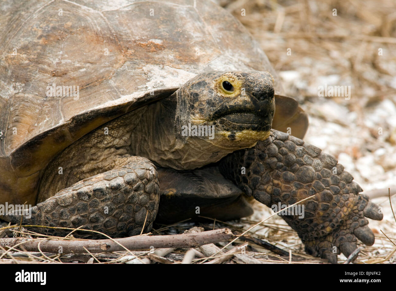 Gopher Schildkröte - Sanibel Island, Florida USA Stockfoto