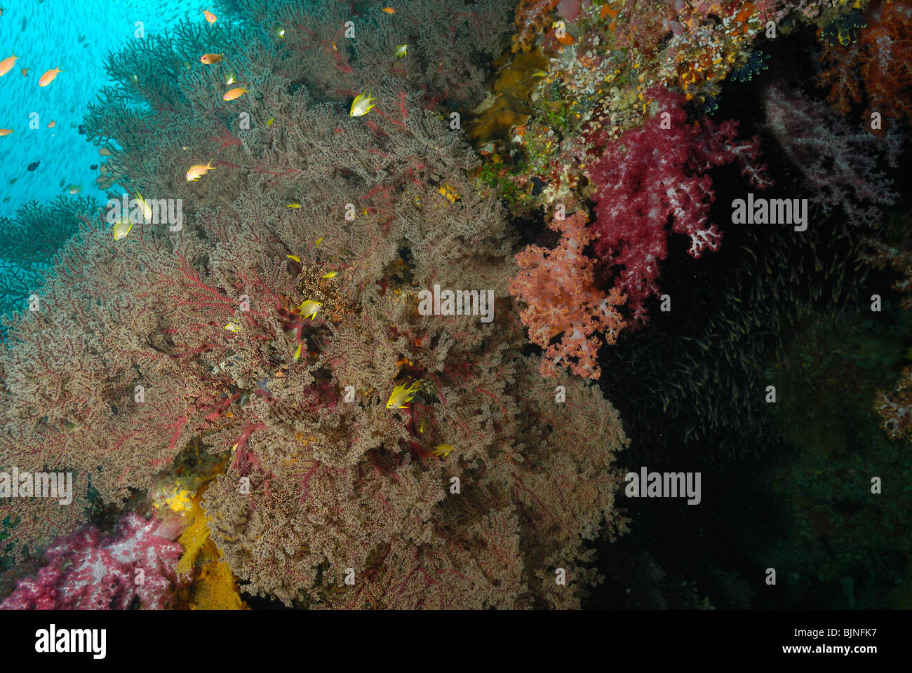 Gorgonien auf ein Drop-off auf den Similan Inseln, Andamanensee Stockfoto