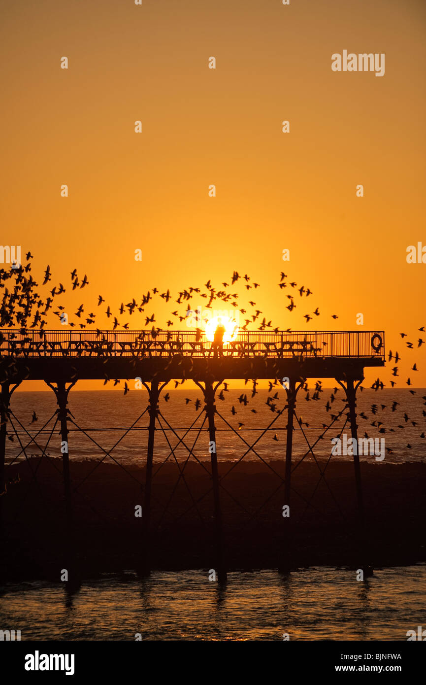 Aberystwyth Pier bei Sonnenuntergang mit Stare Schlafplatz, Wales UK Stockfoto
