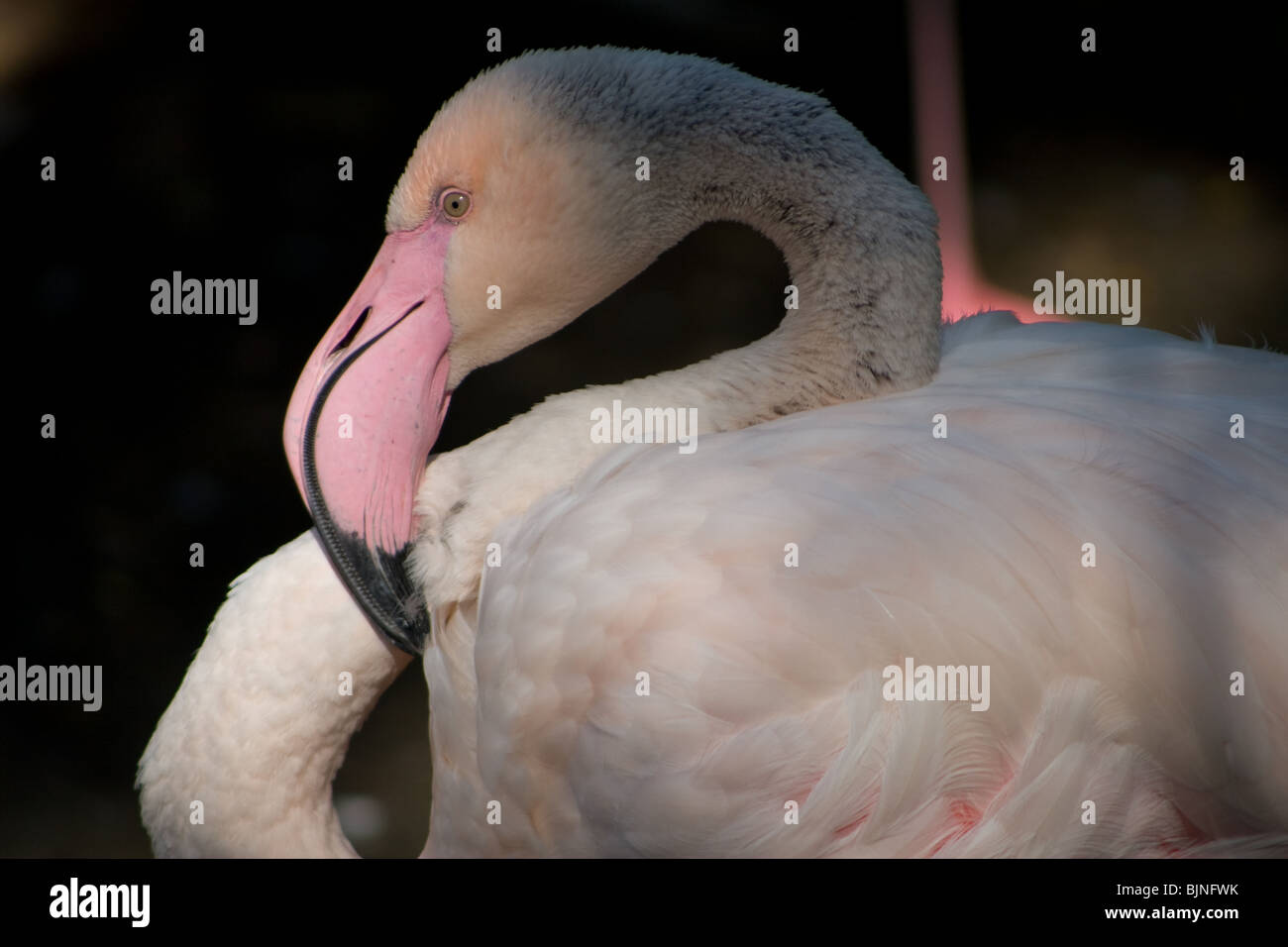 Flamingo - rosa oder rötliche Farbe kommt von den reichen Quellen der Carotinoid Pigmente ln der Algen und kleine Krebstiere, die sie essen. Stockfoto