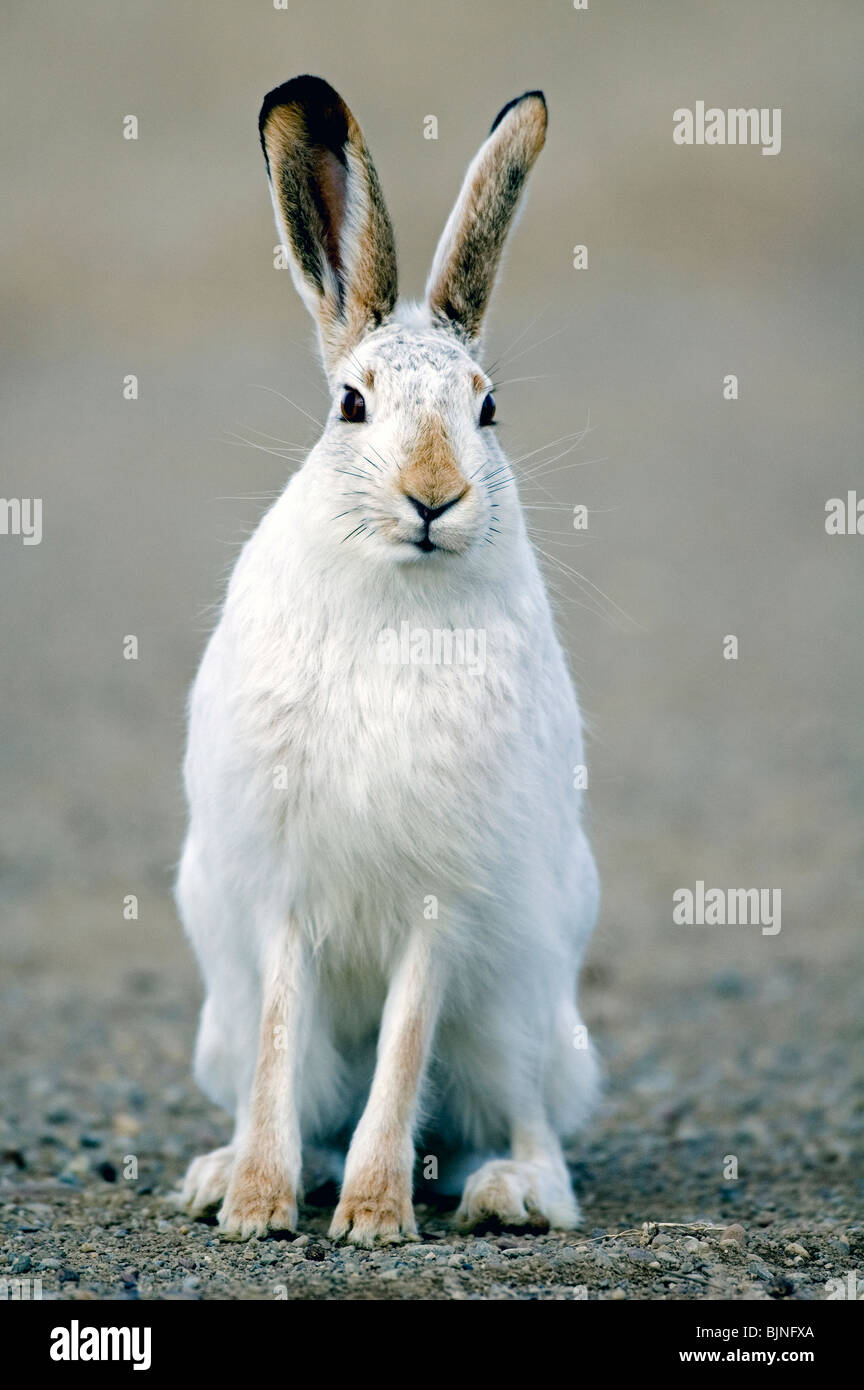 White-tailed Jack Hase Lepus townsendii Westlichen Nordamerika Stockfoto