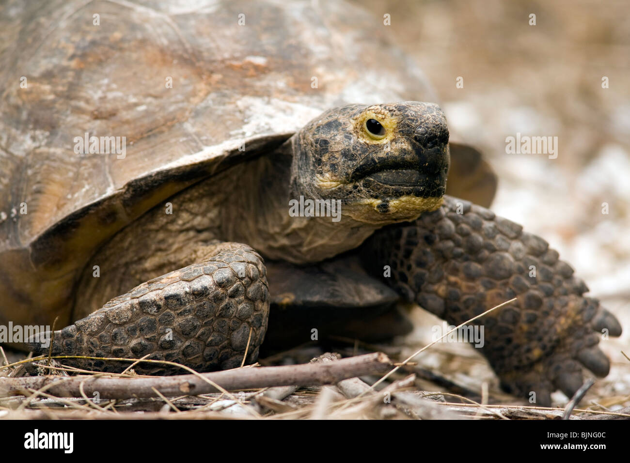 Gopher Schildkröte - Sanibel Island, Florida USA Stockfoto