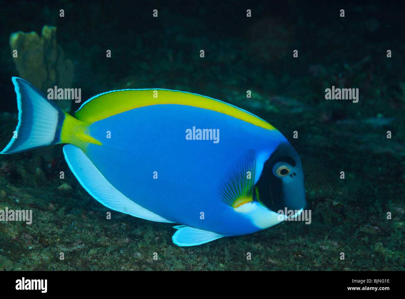 Powderblue Doktorfisch auf den Similan Inseln, Andamanensee Stockfoto