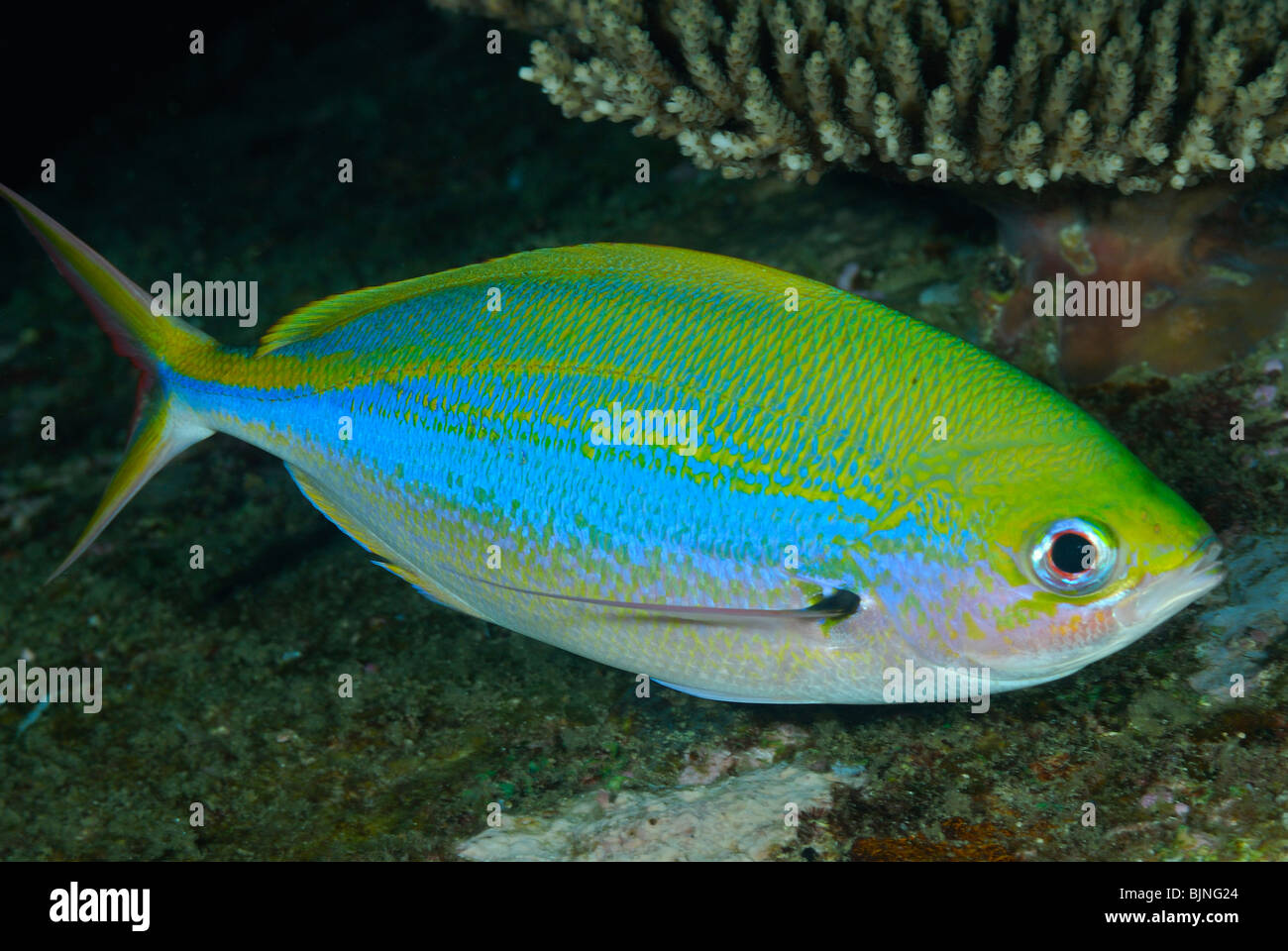 Yellowback Fusilier auf den Similan Inseln, Andamanensee Stockfoto