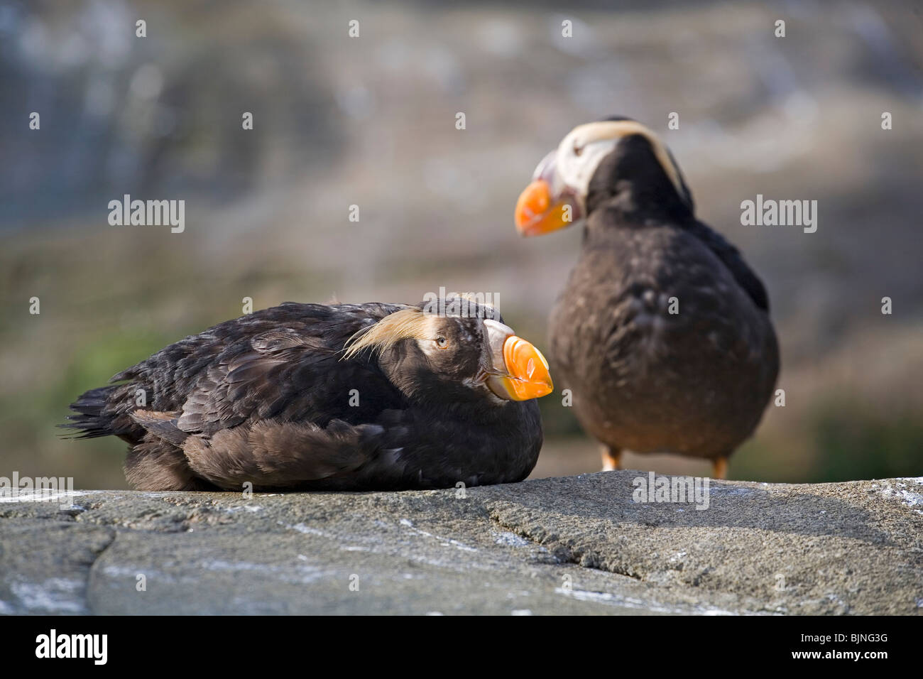 Getuftete Papageitaucher (Fratercula cirrhata) in ihrem Brutgebiet bei Haystack Rock, in Cannon Beach an der California Pacific Coast Stockfoto