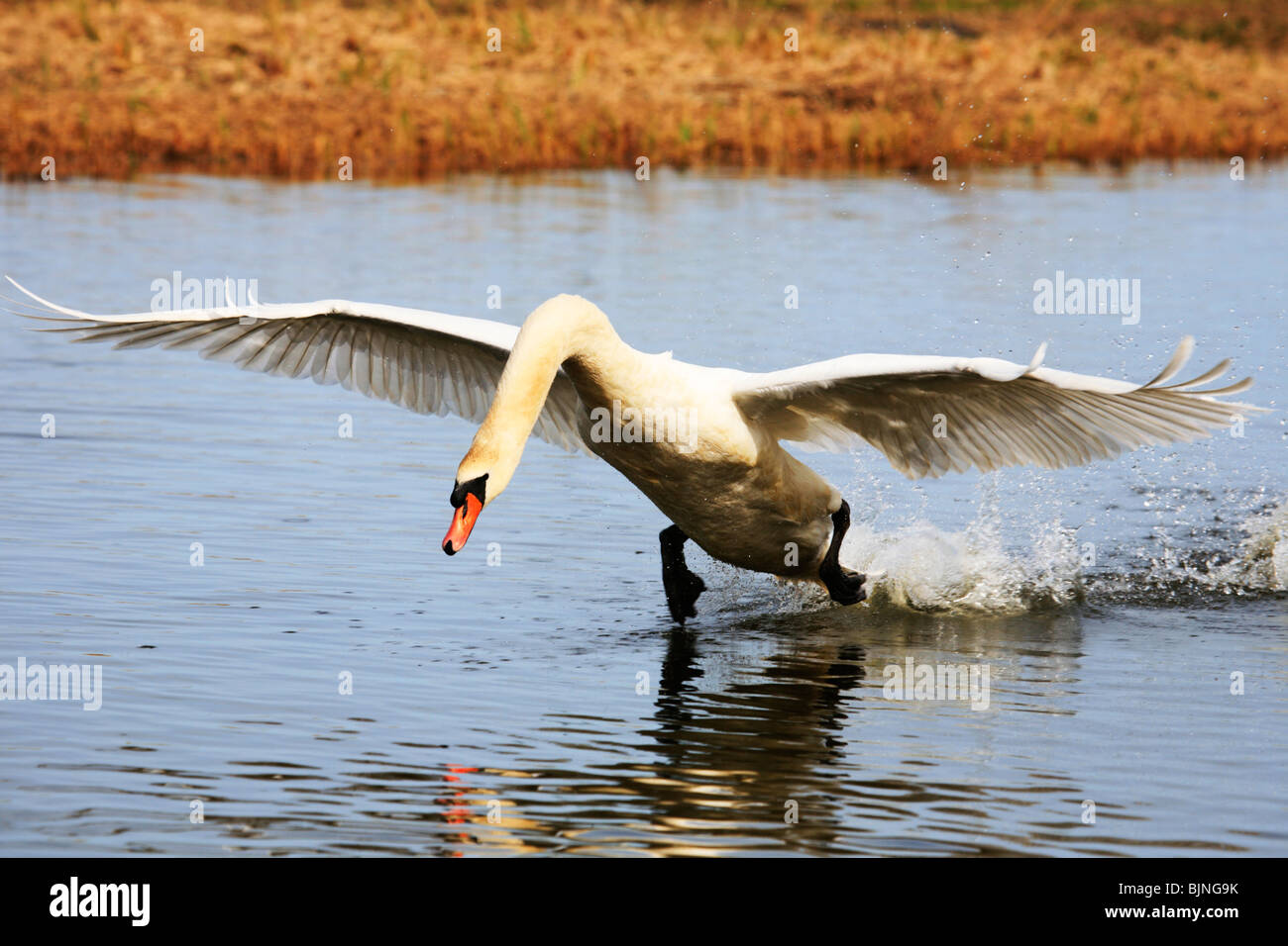 Höckerschwan, Cygnus Olor, ausziehen Stockfoto