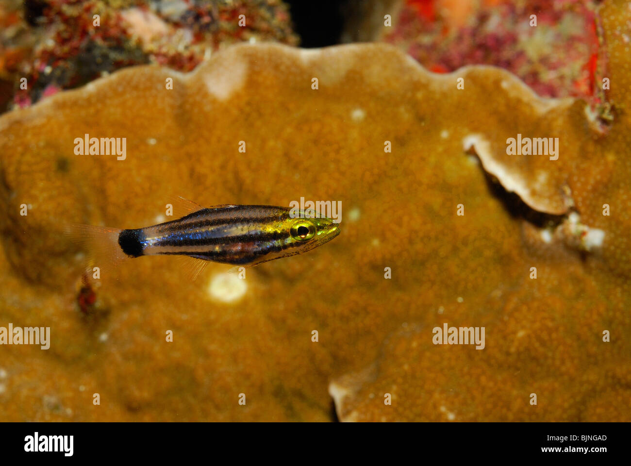 Neun-banded Kardinalbarschen auf den Similan Inseln, Andamanensee Stockfoto