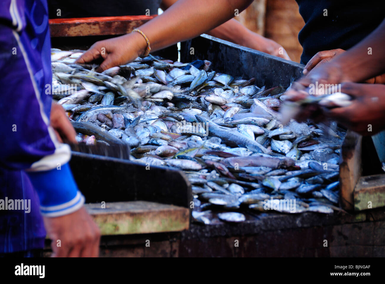 Frisches wild gefangenen Fisch in Ban Nam Khem, Thailand Stockfoto