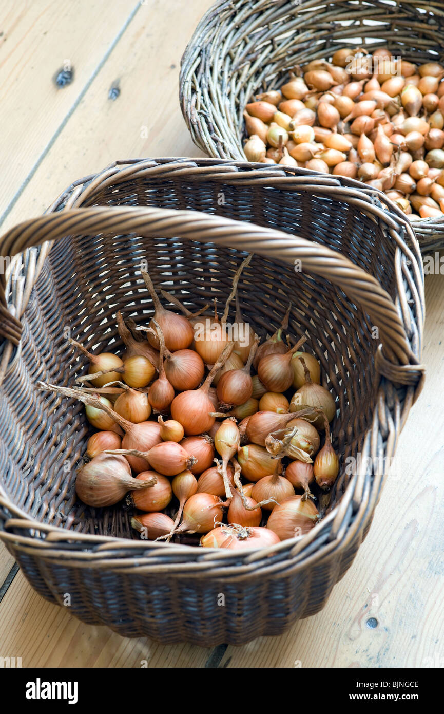 Schalotte golden Gourmet und Zwiebel-Sets in Weidenkörbe Stockfoto