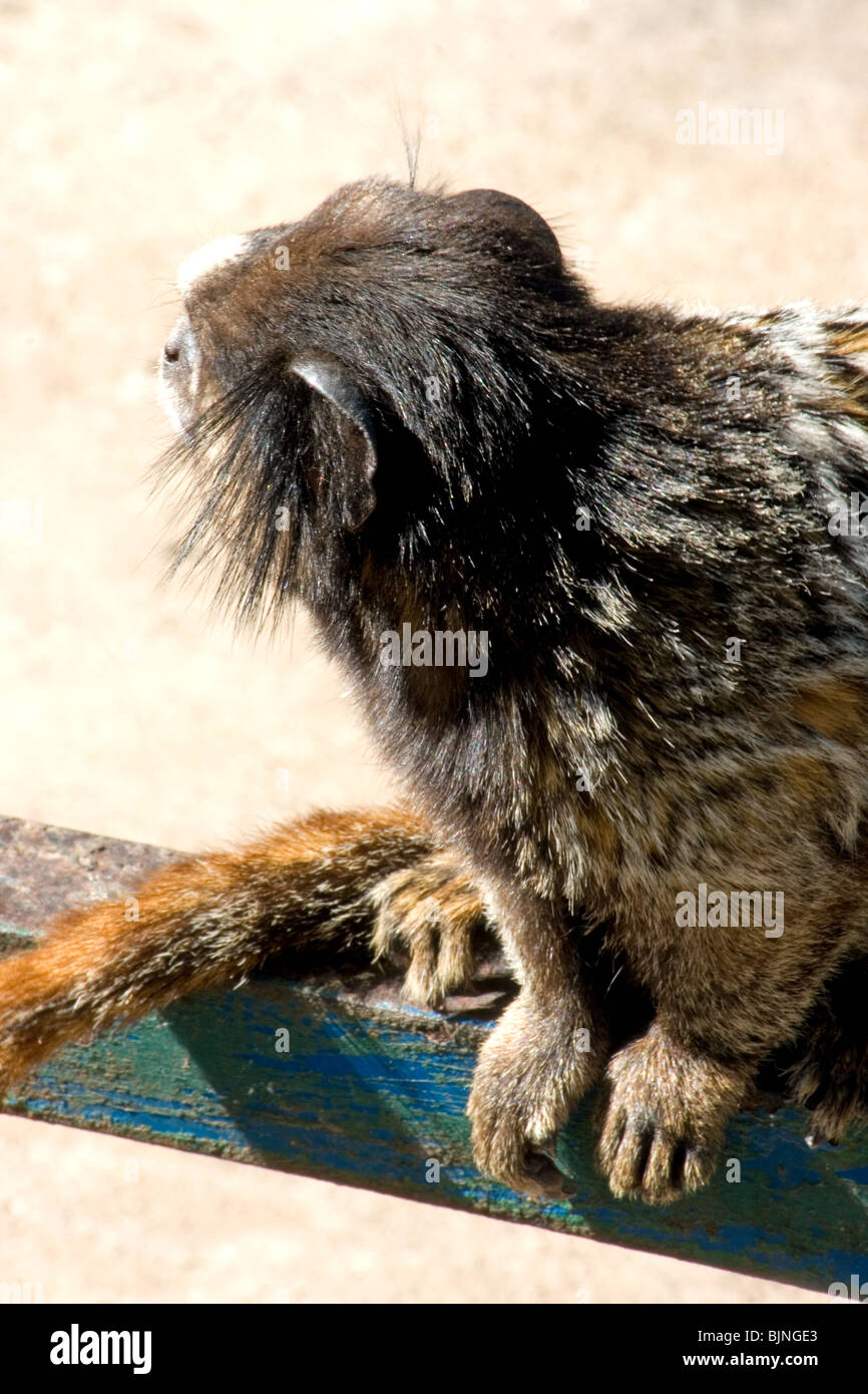 buffy-tufted marmoset (Callithrix aurita) sitzt auf einem Brett Stockfoto