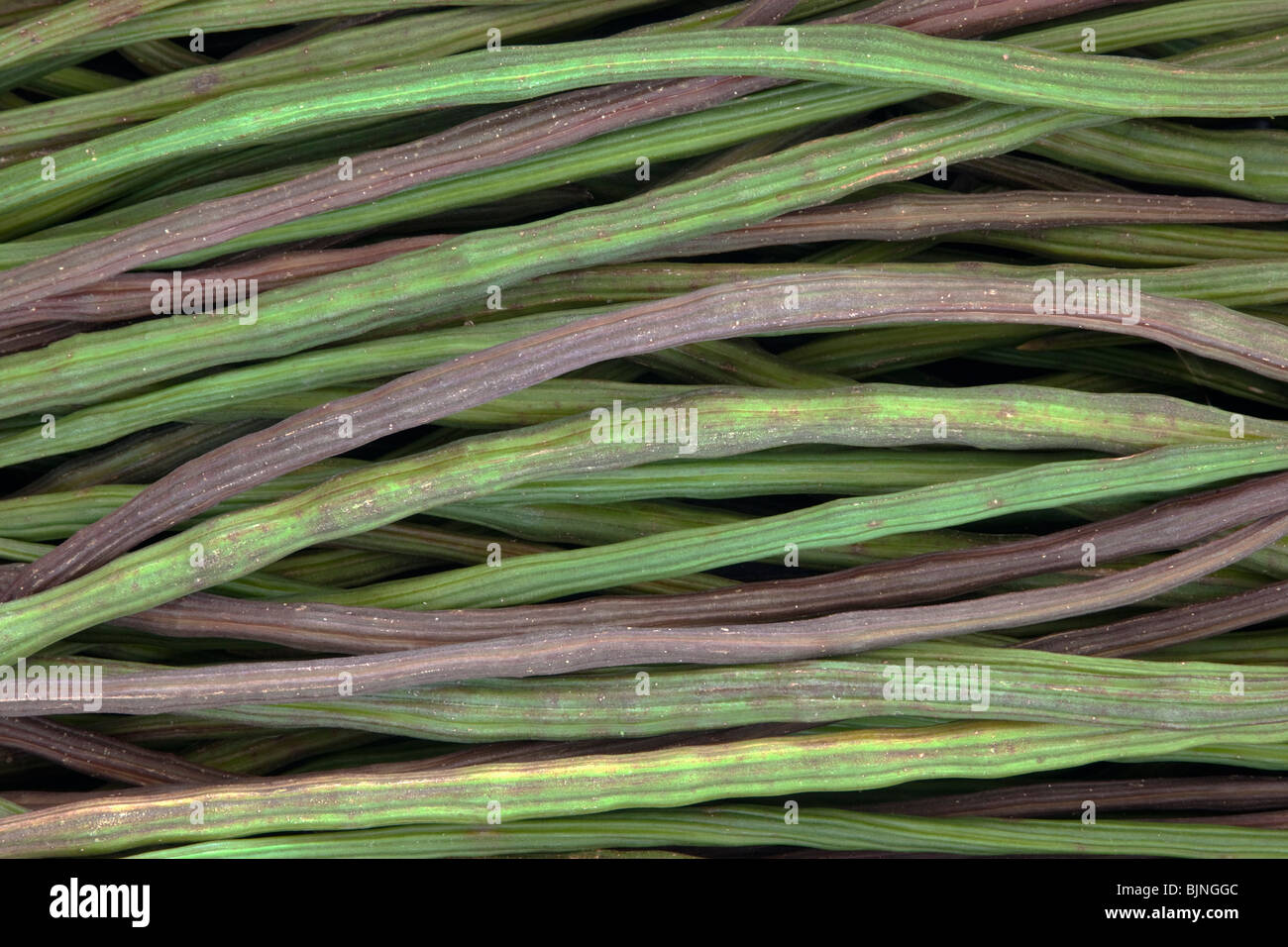 Samen Hülsen, Moringa "Moringa Oleifera". Stockfoto