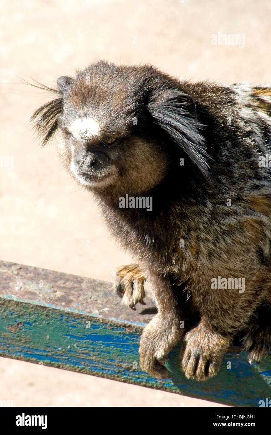 buffy-tufted marmoset (Callithrix aurita) sitzt auf einem Brett Stockfoto