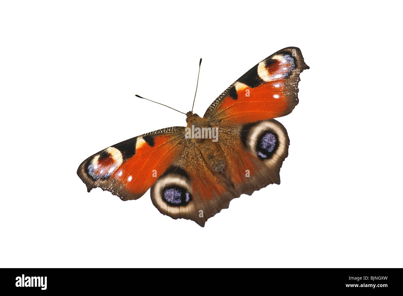 Schmetterling isoliert auf weißem Hintergrund Stockfoto