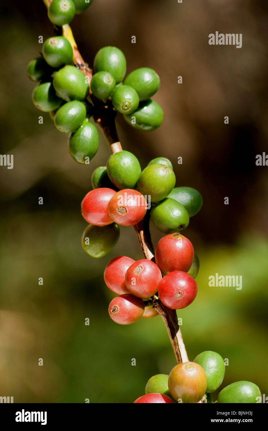 Kaffeebeeren auf ein Kaffeebaum Stockfoto