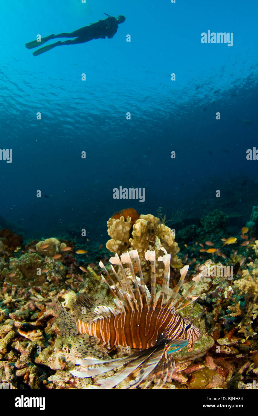 Gemeinsame Rotfeuerfische, Pterois Volitans und Taucher über Coral Reef, Komodo National Park, Indonesien Stockfoto