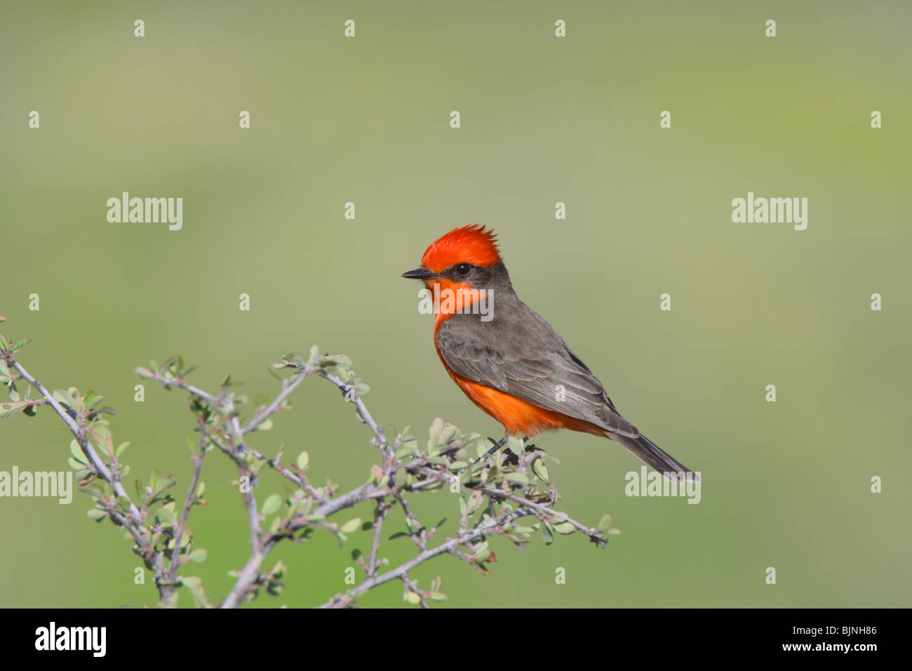 Zinnober Flycatcher Stockfoto